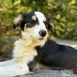 Luis - Tri-color male Border Collie puppy in Surgoinsville, Tennessee from Smokey Mountain Vizslas & Border Collies