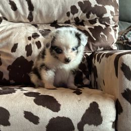 BMM - Blue merle male Toy Australian Shepherd puppy in Lexington, Nebraska from Osborne's Aussies