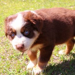Miniature Australian Shepherd Puppies from AussiesRus