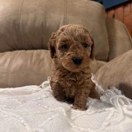 Dakota - Apricot male Goldendoodle puppy in Graham, North Carolina from Geise Meadow Doodles