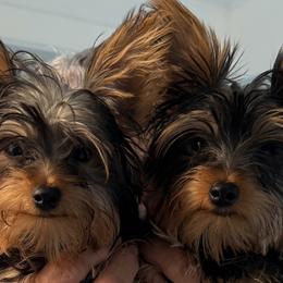 Yorkipoos and Yorkshire Terriers from GRIFFEY'S SPA AND KENNEL