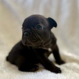 Berlin - Black female French Bulldog puppy in Greeley, Colorado from Mandy Moon French Bulldogs