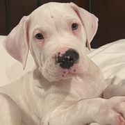 Mylo - Dogo Argentino puppy in Youngstown, Ohio from For The Love of Dogos
