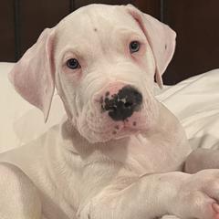 Mylo - Dogo Argentino puppy in Youngstown, Ohio from For The Love of Dogos