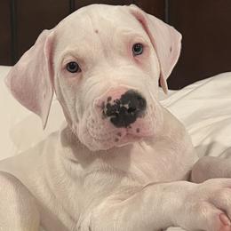 Mylo - Dogo Argentino puppy in Youngstown, Ohio from For The Love of Dogos