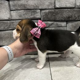 Beagle Puppies from Stranger Creek Beagles