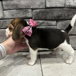Beagle Puppies from Stranger Creek Beagles