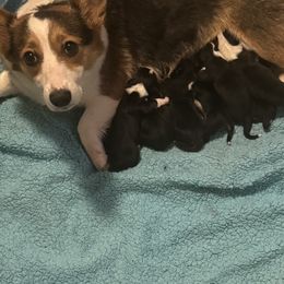 Ivy - American Corgi