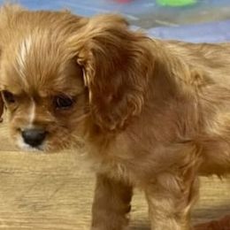 Cavalier King Charles Spaniels from Glen Haven Cavaliers