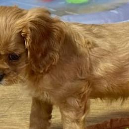 Cavalier King Charles Spaniels from Glen Haven Cavaliers