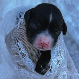 Clara - Black and white female Cavapoo puppy in Tucson, Arizona from Cavapoo Puppy Parade