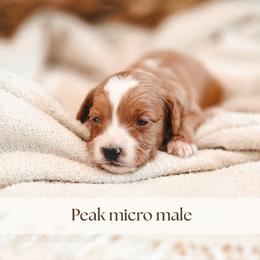 Peak - Red  male Goldendoodle puppy in Punta Gorda, Florida from Transformation Acres Goldendoodle