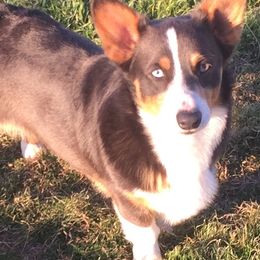 Pembroke Welsh Corgis and Pomeranians from BJ's Blessings