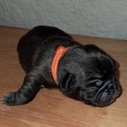 Orange Girl - Silver female Pug puppy in Elma, Washington from Kismet Kennels, Exclusively Pugs