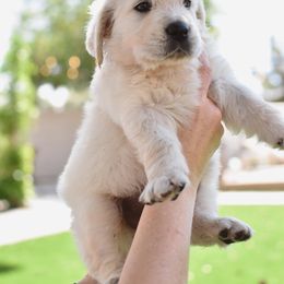 Golden Retriever Puppies from Dani’s Dawgs