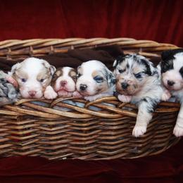 Australian Shepherd Puppies from Brit’s Australian Shepherds