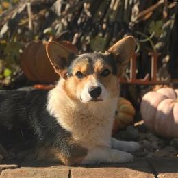 Pembroke Welsh Corgi All Grown Up from Camelot Corgis