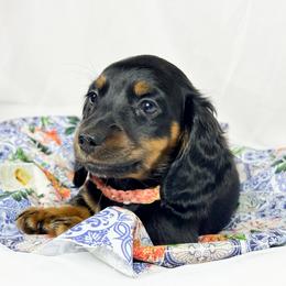 Skittles - Black and tan female Dachshund puppy in Sacramento, California from MiniDoxPups