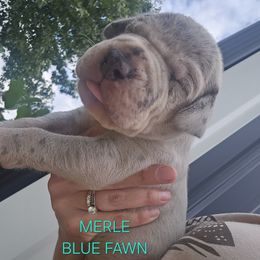 Albert - Merle male Great Dane puppy in Grass Lake, Michigan from Harrison Danes