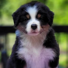 Boy 1 - Black tri-color male Australian Shepherd puppy in Maryland from Lake Shore Australian Shepherds