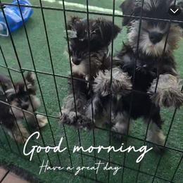 Draco- Yellow collar - Black and silver male Miniature Schnauzer puppy in Atascadero, California from Zion Miniature Schnauzers