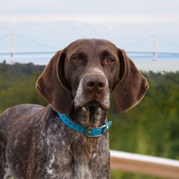 Nyx - German Shorthaired Pointer