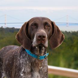 Nyx - German Shorthaired Pointer