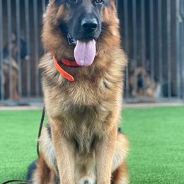 German Shepherds from Kingdom Shepherds