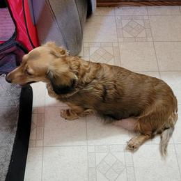 Dachshund Puppies from CLARK'S BREEDING PROGRAM