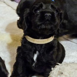 Cocker Spaniel Puppies from Cocker Paradise