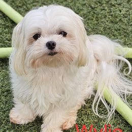 Wylie - Maltese