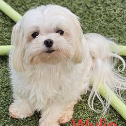 Wylie - Maltese