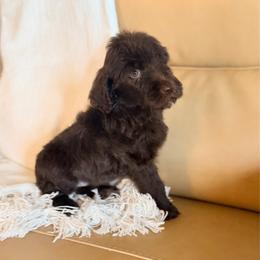 Walter - Chocolate male Goldendoodle puppy in Livermore, Colorado from Heritage Hills Family Doodles