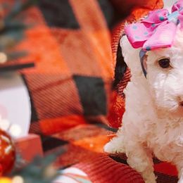 Snow - White Poodle puppy in Houston, Texas from Jomelkin Furry Pals