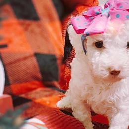 Snow - White Poodle puppy in Houston, Texas from Jomelkin Furry Pals