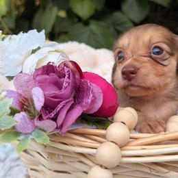 Medium Roast - Cream female Dachshund puppy in Coldwater, Mississippi from Under the Stars Minis