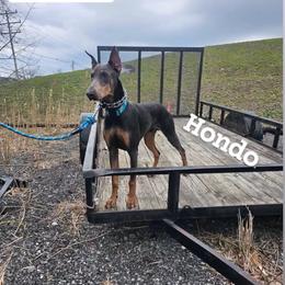 Hondo - Blue and rust male Doberman Pinscher puppy in Buffalo, New York from NY Dobermans