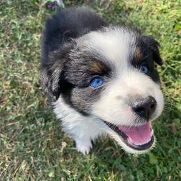 French Vanilla - Black tri male Miniature Australian Shepherd puppy in Sonora, California from Quarle Ranch Mini Aussies