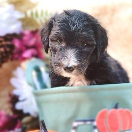 Sheepadoodles from Sheepadoodle in CA