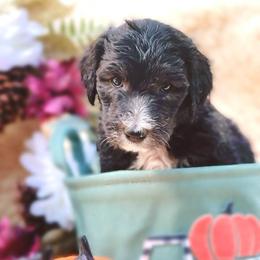 Sheepadoodles from Sheepadoodle in CA