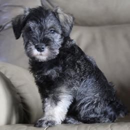 Sally - Salt and pepper female Miniature Schnauzer puppy in Richardton, North Dakota from Crooked Tree Ranch