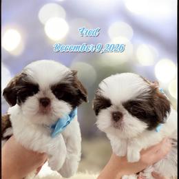 Fred - Liver and white male Shih Tzu puppy in Hanford, California from MeMaw Shih Tzus
