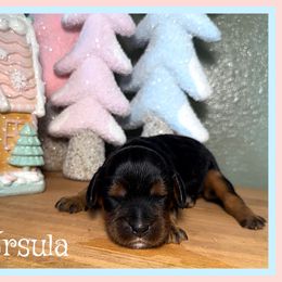 Ursula - Black and tan female Cavalier King Charles Spaniel puppy in Clinton, Oklahoma from Enchanted Spaniels