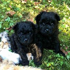 Pumi Puppies from MayaLu Dogs