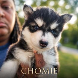 Boy 4 (CHO-MEI aka Chomie) - Black and white male Pomsky puppy in Norfolk, Virginia from 'Brick'House Couture Pomskies