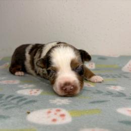 Stitch - Red merle male Miniature Australian Shepherd puppy in Brenham, Texas from Stone N Rose Kennels