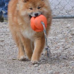 Shiba Inu and Yorkshire Terrier Puppies from Royal Kennels