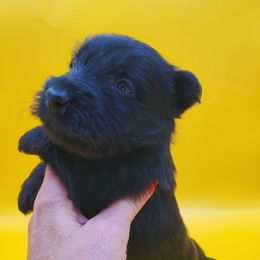 Barton - Black male Scottish Terrier puppy in Crossville, Tennessee from Cavern Kennels