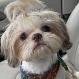 Shih Tzus from Lopez Family Tails