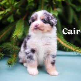 Cairo - Blue merle male Miniature American Shepherd puppy in Battle Ground, Washington from Casita Miniature American Shepherds